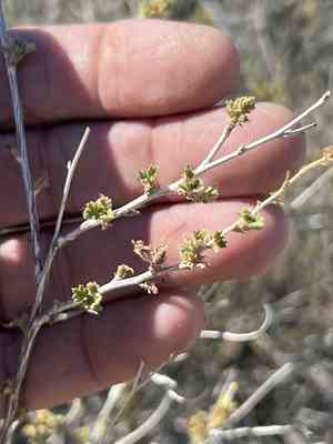 Splitleaf brickellbush(Brickellia laciniata)