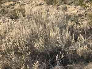Splitleaf brickellbush(Brickellia laciniata)