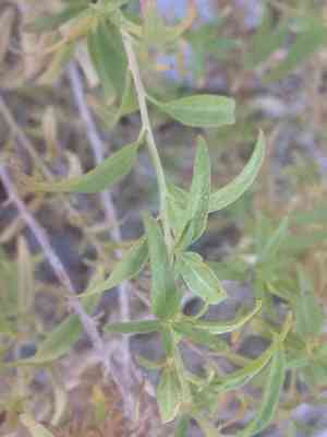 Longleaf brickellbush(Brickellia longifolia)
