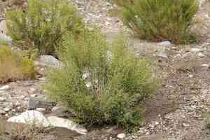 Longleaf brickellbush(Brickellia longifolia)