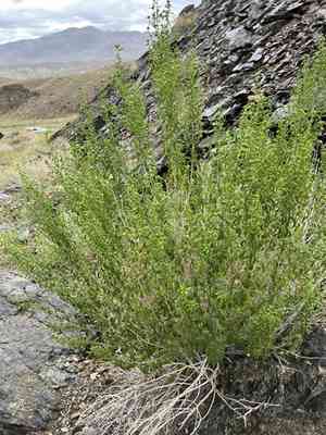 Longleaf brickellbush(Brickellia longifolia)