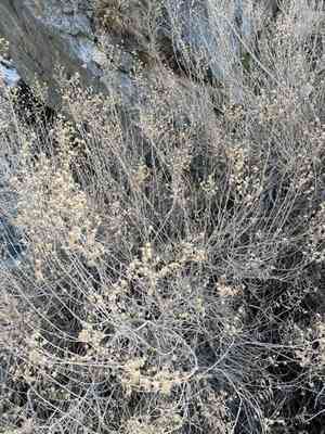 Longleaf brickellbush(Brickellia longifolia)
