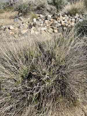 Littleleaf brickellbush(Brickellia microphylla)