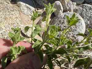 Littleleaf brickellbush(Brickellia microphylla)