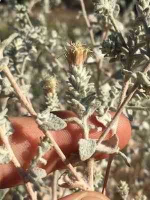 Nevin's brickellbush(Brickellia nevinii)