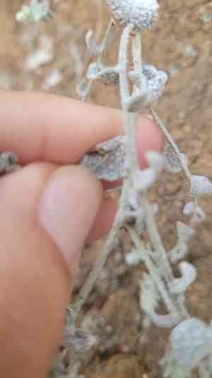 Nevin's brickellbush(Brickellia nevinii)