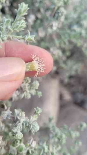 Nevin's brickellbush(Brickellia nevinii)