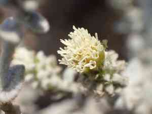 Nevin's brickellbush(Brickellia nevinii)