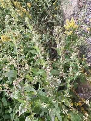 Stinking brickellbush(Brickellia rusbyi)