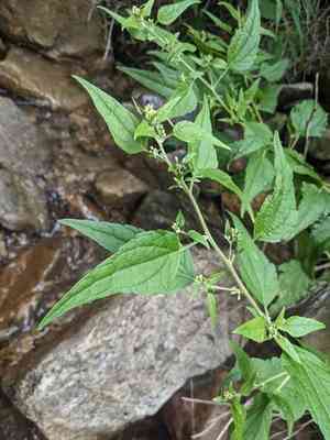 Stinking brickellbush(Brickellia rusbyi)