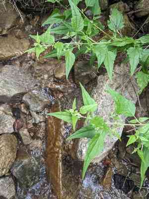 Stinking brickellbush(Brickellia rusbyi)
