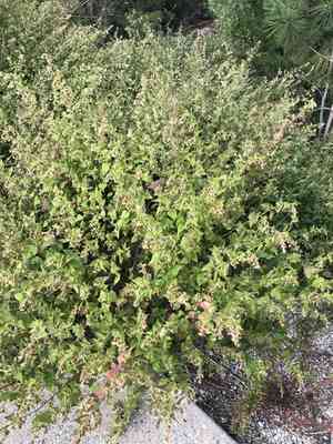 Stinking brickellbush(Brickellia rusbyi)