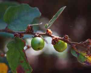 Climbing bridelia(Bridelia stipularis)