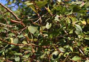 Climbing bridelia(Bridelia stipularis)