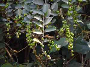 Climbing bridelia(Bridelia stipularis)