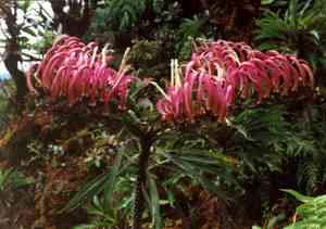 Brighamia (Brighamia)(Brighamia)