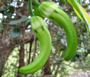 Brighamia (Brighamia)(Brighamia)