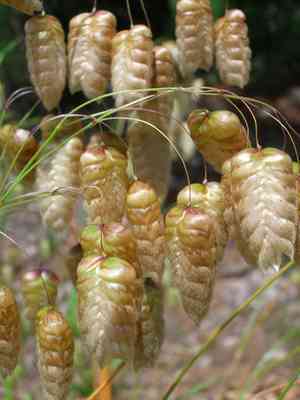 Big quaking grass(Briza maxima)