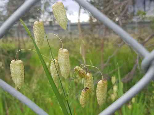 Big quaking grass(Briza maxima)
