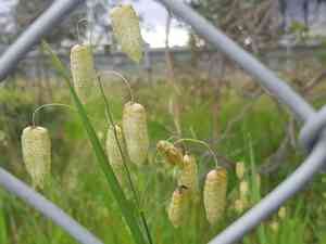 Big quaking grass(Briza maxima)