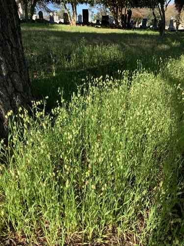 Big quaking grass(Briza maxima)