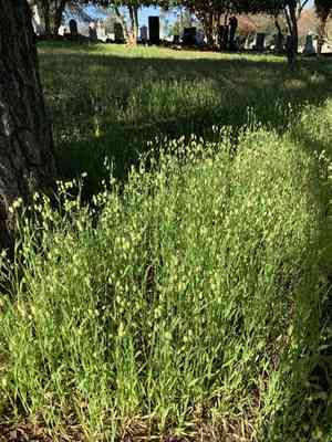 Big quaking grass(Briza maxima)