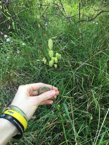 Big quaking grass(Briza maxima)
