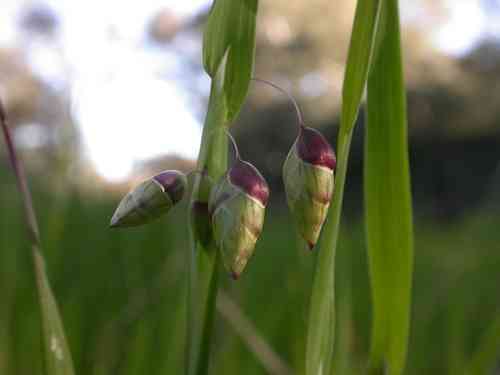 Big quaking grass(Briza maxima)