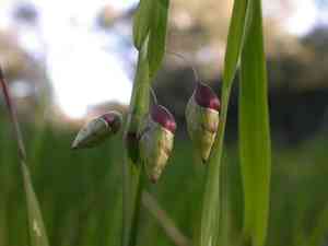 Big quaking grass(Briza maxima)