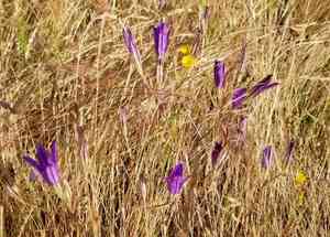 Harvest Brodiaea(Brodiaea elegans)