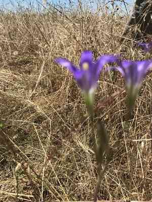 Harvest Brodiaea(Brodiaea elegans)
