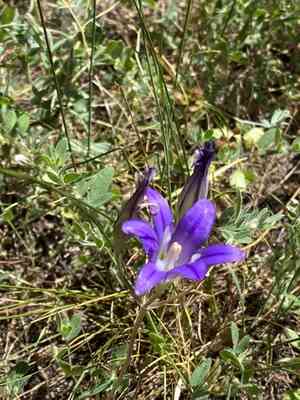 Harvest Brodiaea(Brodiaea elegans)