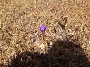 Harvest Brodiaea(Brodiaea elegans)