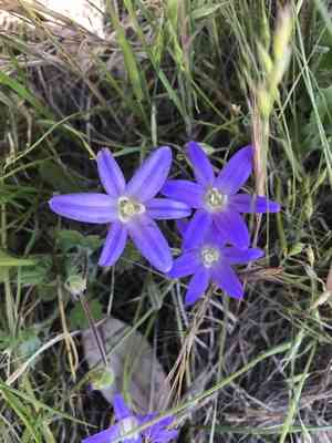 Kern brodiaea(Brodiaea terrestris)