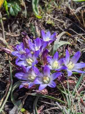 Kern brodiaea(Brodiaea terrestris)