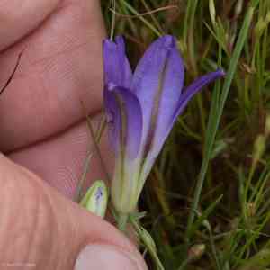 Kern brodiaea(Brodiaea terrestris)