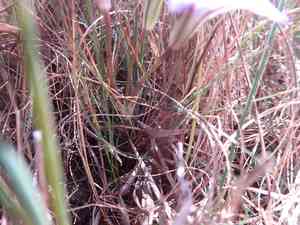 Kern brodiaea(Brodiaea terrestris)
