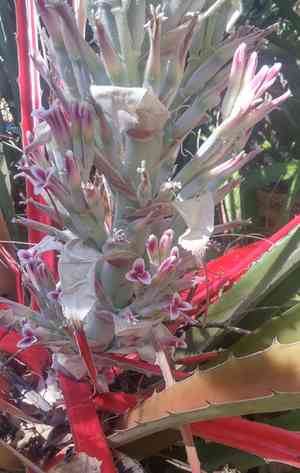 Pinguin(Bromelia pinguin)