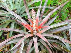 Pinguin(Bromelia pinguin)