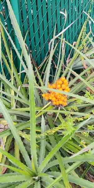 Pinguin(Bromelia pinguin)