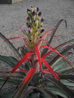 Bromelia (Bromelia)(Bromelia)