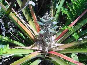 Bromelia (Bromelia)(Bromelia)