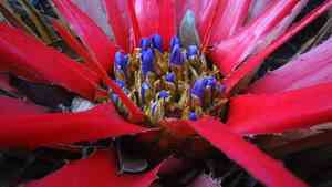Bromelia (Bromelia)(Bromelia)