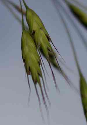 Field brome(Bromus arvensis)