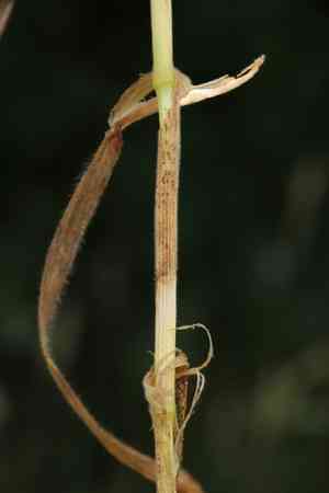 Field brome(Bromus arvensis)