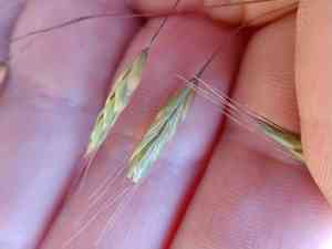 Field brome(Bromus arvensis)