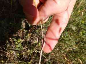 Field brome(Bromus arvensis)