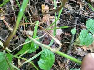 Lesser hairy brome(Bromus benekenii)