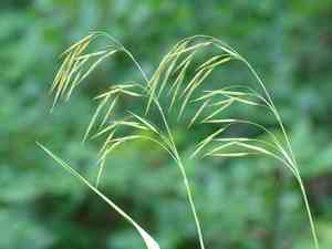 Lesser hairy brome(Bromus benekenii)