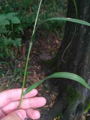 Lesser hairy brome(Bromus benekenii)